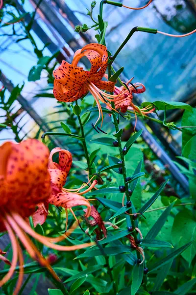 stock image Vivid orange tiger lilies with dark spots in a lush Indiana greenhouse create a vibrant display of natures beauty. This close-up captures the intricate details and tranquility of local horticulture.