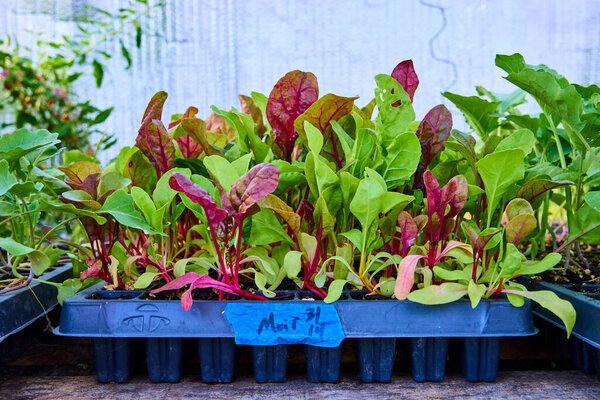Young mixed leafy greens in small black plastic cells on a rustic wooden surface. Bright natural light highlights the vibrant green and red leaves, suggesting a greenhouse in Fort Wayne, Indiana