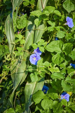 Fort Wayne, Indiana 'daki yemyeşil bir bahçede mavi sabah zaferlerinin ve tatlı mısır yapraklarının yakın çekimi. Parlak doğal ışık canlı renkleri ve dokuları vurgular, sükuneti ve güzelliği çağrıştırır.