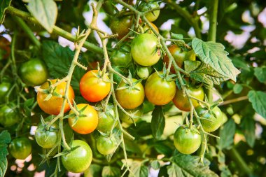 Yeşilden turuncuya canlı renkler sunan, yemyeşil bir bahçede, sarmaşıkta olgunlaşan domates kümesi. Fort Wayne, Indiana 'da yakalanan bu resim yerel ve organik ürünleri ön plana çıkarıyor.