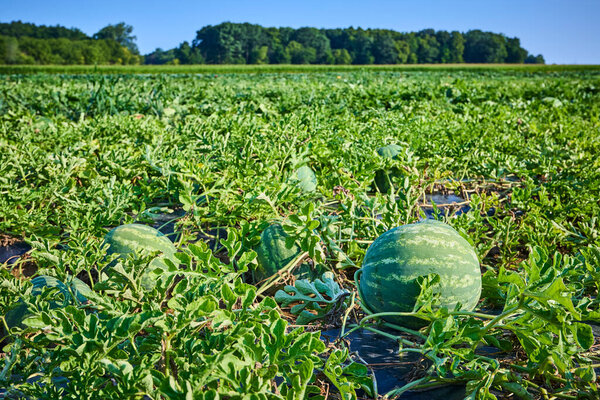 Пышное арбузное поле под ярко-голубым небом в Форт-Уэйн, Индиана. Яркие зеленые виноградные лозы и спелые дыни демонстрируют пик летнего урожая, отражая сущность сельского хозяйства и природы