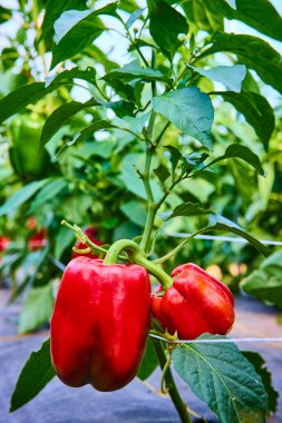 Fort Wayne çiftliğindeki yemyeşil bir bitkide canlı kırmızı biberler gelişir. Organik tarım ve yerel üretimin altını çizen bu resim, sağlıklı beslenme ve sürdürülebilir tarımın özünü yakalıyor..