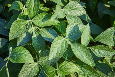 Canlı yeşil soya yaprağının yakın plan görüntüsü yemyeşil bir çiftlik ortamında sabah çiğ tanesiyle parlıyor. Fort Wayne, Indiana 'da yakalanan bu resim doğal güzelliği ve sürdürülebilir olma vaadini vurguluyor.