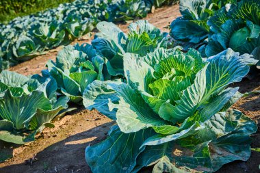 Fort Wayne, Indiana 'daki yemyeşil lahana tarlası zengin topraklarda büyüyen canlı yeşil kafaları gösteriyor. Amerikan kırsalında organik tarım ve sürdürülebilir tarımın özünü yakalıyor..