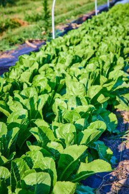 Vibrant green lettuce thrives in a well-maintained garden in Fort Wayne, Indiana. Bathed in sunlight, this lush produce showcases organic farming and sustainable practices, perfect for healthy living clipart