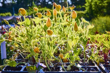 Siyah tepsilerde sarı-turuncu tomurcukları olan yumuşak kabak fideleri, sıcak altın saat ışığında yıkanırlar. Canlı yeşil yapraklar bu Fort Wayne, Indiana bahçe kreşinde yeni bir gelişmenin sinyalidir. Tam oldu.
