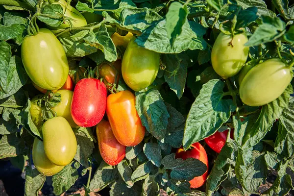Güneşle öpülen Roman domatesleri çeşitli olgunluk evrelerinde Indiana 'daki bir çiftlik bahçesindeki yemyeşil bitkilere asılı olarak organik tarım ve taze üretimin doğal büyüme döngüsünün özünü yakalıyorlar..
