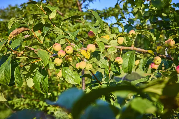 stock image Lush apple tree branch with ripening green and blush red apples in a sunny Fort Wayne orchard. Local produce thriving under bright sunlight, capturing the essence of Indianas rich agricultural