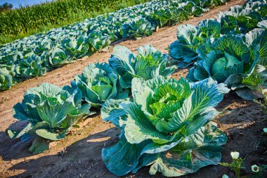 Fort Wayne, Indiana 'daki yemyeşil lahana tarlası, altın saat ışığı altında yıkanmış. Canlı yeşil bitkiler, arka plandaki yüksek mahsullerle çelişiyor. Tarım temaları için mükemmel