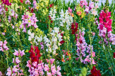 Fort Wayne, Indiana 'da pembe, beyaz, kırmızı, sarı ve mor tonlarında canlı bir sincap ejderha bahçesi. Güzelliği, büyümeyi ve huzuru yakalamak. Bahçıvanlık ve doğayla ilgili şeyler için mükemmel.