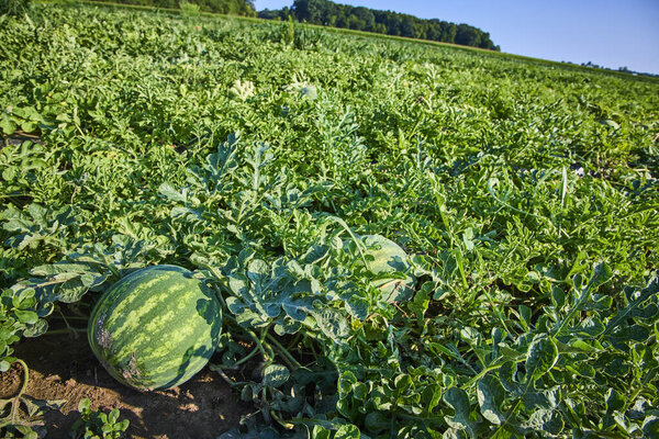 Пышное арбузное поле в Форт-Уэйн, Индиана, демонстрирует яркие зеленые лозы и созревающие арбузы под ярким утренним солнцем. Идеальное изображение устойчивого сельского хозяйства и производительности сельского хозяйства.