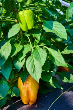 Close-up view of vibrant green and yellow bell peppers growing in a lush garden in Fort Wayne, Indiana. This thriving farm scene captures the essence of local organic produce and the farm-to-table clipart