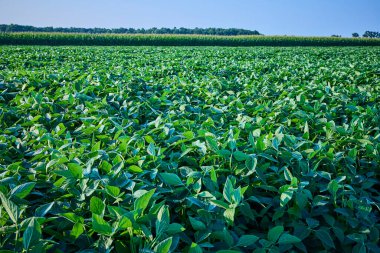 Parlak Indiana güneşi altındaki verimli soya tarlaları yaz başında canlı yeşil bitkiler sergiliyor. Mısır ekinleri ve arka planda bir ağaç hattı Fort Wayne tarım arazisinin verimliliğini ön plana çıkarıyor..