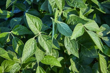 Bitkiler altın saat ışığında yıkanmış, canlı yeşil yapraklar ve karmaşık dokular sergiliyorlar. Fort Wayne, Indiana 'da bir çiftlikte yakalanan bu resim büyümenin özünü temsil ediyor.