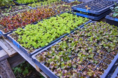 Fort Wayne, Indiana 'daki yerel bir çiftlikte genç yapraklı sebzeler organize fidelerde gelişiyor. Doğal ışık serayı yıkıyor, sürdürülebilirlik, tarım ve organik temaları vurguluyor