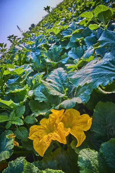 stock image Early morning sunlight bathes a vibrant pumpkin patch in Fort Wayne, Indiana. Dew-kissed leaves and a striking yellow pumpkin flower stand out, evoking themes of growth, nature, and rural tranquility.