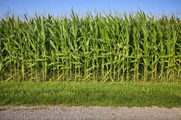 stock image Lush cornfield under a clear blue sky in Fort Wayne, Indiana. Tall, green stalks thrive in late summer, embodying the essence of Midwest agriculture. Ideal for themes of farming, rural life, and crop