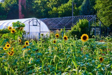 İndiana güneşi altında canlı bir ayçiçeği bahçesi, beyaz bir sera ve arka planda kırsal bir çardak. Kırsal tarım, yerel üretim ve sürdürülebilir konular için mükemmel