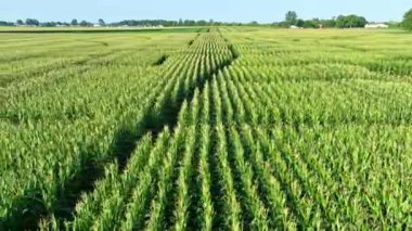 Fort Wayne, Indiana 'da geniş bir mısır labirenti, kesin sıra kalıpları gösteriyor. Berrak bir gökyüzü altında yemyeşil tarlalar ve kırsal arazi Orta Batı tarım mirasını ön plana çıkarıyor ve