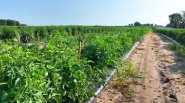 Air Fly Through Forward: Fort Wayne Indiana 'da gelişen yerel üretim çiftliğinin sakin manzarası. Yeşiller parlak gün ışığında titizlikle hizalanmış. Açık gökyüzü büyümeyi vurguluyor ve