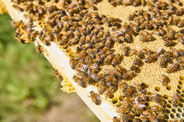 A bustling beehive in Fort Wayne teems with life as bees work diligently on the honeycomb. This captures the essence of beekeeping and highlights bees vital role in pollination and biodiversity.