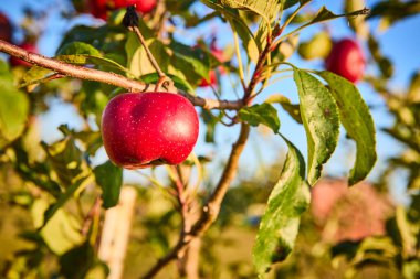 Indiana, Hoagland Meyve Bahçesi 'nde canlı kırmızı bir elma parlıyor. Altın saat ışığıyla yıkanmış, doğanın cömertliğini ve Amerika 'da verimli bir hasat mevsiminin tazeliğini sembolize ediyor..