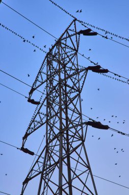 A flock of birds, including purple martins, perch and soar around a towering electricity transmission structure against a clear blue sky in downtown Nashville, Tennessees riverfront area. clipart