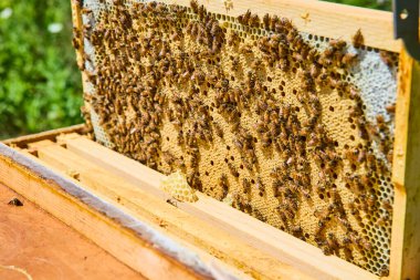 Arılar Fort Wayne, Indiana 'daki verimli yeşilliklere karşı özenle bir arı kovanında çalışırlar. Bu sahne doğanın uyumu ve arıların tarım ve