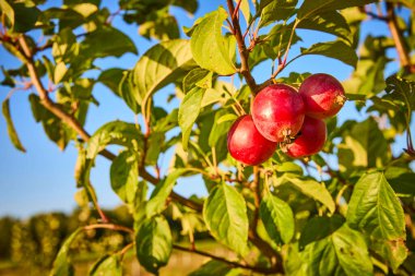 Ripe red apples glisten under Hoaglands golden sun in a lush orchard scene. Embrace the abundance of nature with a vibrant harvest that captures the essence of autumn in Indiana. clipart