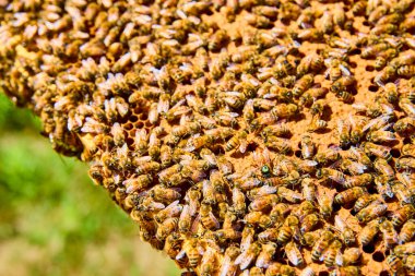 Verimlilikle vızıldayan bal arıları Fort Wayne, Indiana 'daki bir kovandaki bal peteğinde yorulmadan çalışıyorlar. Bu canlı sahne takım çalışmasını ve polen taşıyıcıların tarımda önemini gözler önüne seriyor..
