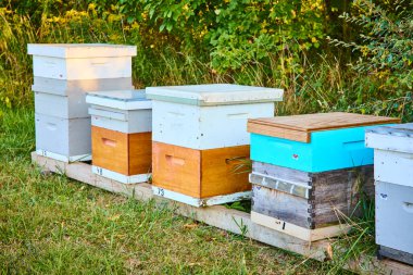 Tranquil beehives in Hoagland, Indiana are painted in soft tones and bask in the golden hour light. This serene rural scene highlights sustainable farming and the vital role of bees in nature. clipart