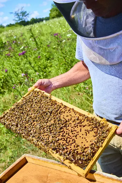 Arıcı, güneşli bir Indiana gökyüzünün altında bal dolu bir bal peteği çerçevesini inceliyor. Arılar, sürdürülebilir bal üretiminde tarımın ve doğanın uyumunu vurgulayarak etrafta dolanıyorlar..