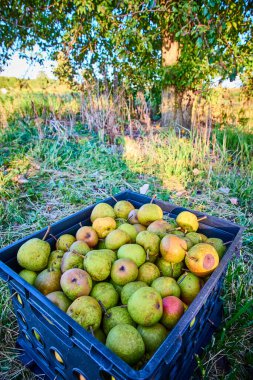 Freshly picked green pears fill a black crate on a sunny Hoagland farm in Indiana. Capturing the essence of organic farming, this rustic scene invites you to experience farm-to-table freshness. clipart