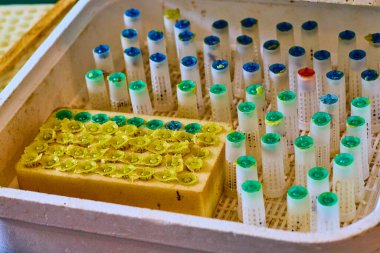 Kraliçe arıların üretimi ve yetiştirilmesi için kullanılan özel arıcılık ekipmanları ve kraliçe hücrelerin bardaklarının yakın çekimleri. Kurulum canlı renklerde organize tüpler ve kapaklar, temel araçlar için