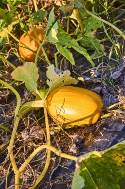 Golden pumpkin basks in the warm Hoosier sunlight amid vibrant green leaves, capturing the essence of the autumn harvest in Hoagland, Indiana. Celebrate the beauty of seasonal change and abundance. clipart