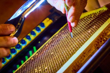 Fort Wayne arıcılık laboratuarında dikkatli eller bal peteği çerçevesinde çalışır. Hassasiyet ve uzmanlık, kovan yetiştirme ve yetiştirme, tarım ve koruma çabalarının gösterilmesi ve geliştirilmesinde kilit öneme sahiptir..