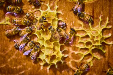 Busy honeybees work on a vibrant honeycomb inside a hive, showcasing teamwork and natures geometric perfection. Captured in Fort Wayne, Indiana, this scene highlights the art of beekeeping and clipart