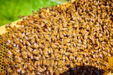 Fort Wayne Indiana 'daki bu canlı kovan, doğanın güzelliğini ve ekolojide arıcılığın rolünü vurgulayan güneş ışığındaki bal peteğindeki çalışkan bal arıları takım çalışmasını gözler önüne seriyor..