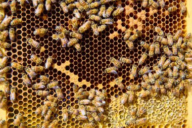 Bal arıları Fort Wayne, Indiana 'da özenle altıgen bal peteği üzerinde çalışırlar. Bu canlı sahne doğanın gayretli ruhunu yakalıyor, sürdürülebilirlik ve doğal üretkenliği göstermek için ideal..