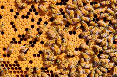 Arılar Indiana 'daki bir kovandaki altın bal peteğinde vızıldıyor. Doğal ışıkta yakalanan bu takım çalışması ve üretkenlik sahnesi, arıların tozlaşma ve tarım alanlarındaki hayati rolünü vurguluyor..