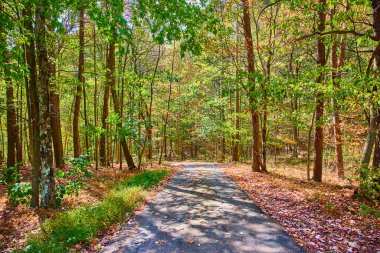 Hocking Hills, Ohio 'daki dingin ormanlık yoldaki canlı sonbahar renklerini keşfedin. Doğayı desteklemek için mükemmel bir yer. Huzurlu bir orman ortamında refah ve inzivaya çekilmiş..