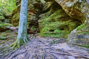 Bask in the serene beauty of Hocking Hills, Ohio. This image captures a majestic tree with sprawling roots and a moss-covered rock formation, reflecting natures timeless resilience and tranquility. clipart