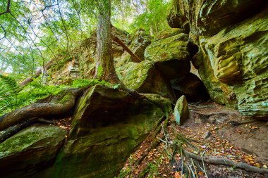 Ohios Hocking Hills 'teki büyüleyici Cantwell uçurumlarını keşfedin. Yosunlu kayalar, yükselen ağaçlar ve bu dingin ormanda karmaşık kökler keşfedin. Doğa aşıkları ve maceracılar için mükemmel..