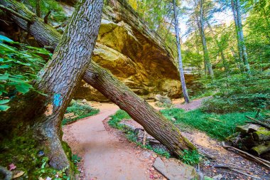 Hocking Hills, Ohio 'daki Ash Cave Trail' e kaçacağız. Düşmüş bir ağacın altında, yemyeşil bir çimenliğin ortasında, gün ışığı gölgelikte dans ederken dolaşın. Doğayı sevenler için mükemmel.