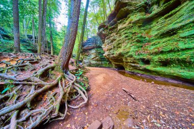 Hocking Hills, Ohio 'nun dingin güzelliğini keşfedin. Eski ağaç kökleri Eski Mans mağara patikasındaki yosunlu kayalarla iç içe geçerek yansıma ve macera için mükemmel sakin bir sonbahar sahnesi oluşturur.