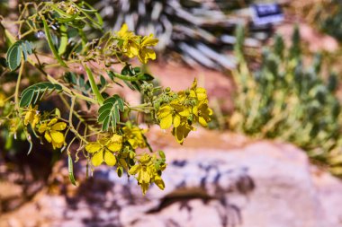 Güneşli sarı çiçekler, Las Vegas botanik konservatuarının kayalık arazisinde hayat dolup taşıyor. Dayanıklılık ve güzelliği yakalayan bu çöl çiçekleri kurak koşullarda gelişir..