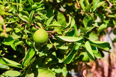 Yeşillik bir dalda limonun yakın çekimi, Las Vegas 'taki Botanik Konservatuvarı' nda gün ortası güneşinin tadını çıkarmak. Tazelik, organik üretim ve tropikal bolluk kavramları için mükemmel..