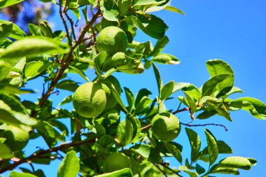 Las Vegas konservatuarında canlı bir limon ağacı açık mavi gökyüzüne karşı yeşil limon sergiliyor. Büyüme, tazelik ve doğal güzellik temaları için mükemmel. Görsellik ve sağlık için ideal..