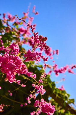 Parlak pembe çiçekler Las Vegas botanik konservatuarındaki açık mavi gökyüzüne uzanır. Yaşayan güzellik ve büyümeyi, pozitifliğe ilham veren çarpıcı bir renk gösterisiyle tecrübe eder.