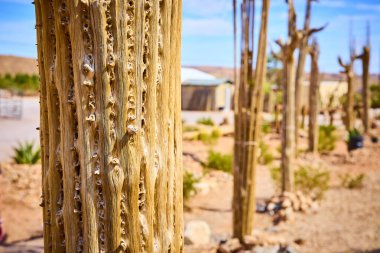 Charlestons Dağı çölünün dingin uçsuz bucaksız ortasındaki kaktüs iskeletinin karmaşık güzelliğini keşfedin. Nevada 'nın uçsuz bucaksız gökyüzü altındaki dayanıklılığın çarpıcı bir kanıtı..